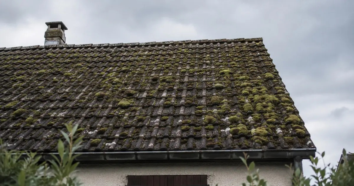 Plaques de mousse verte installées entre les tuiles d'une toiture